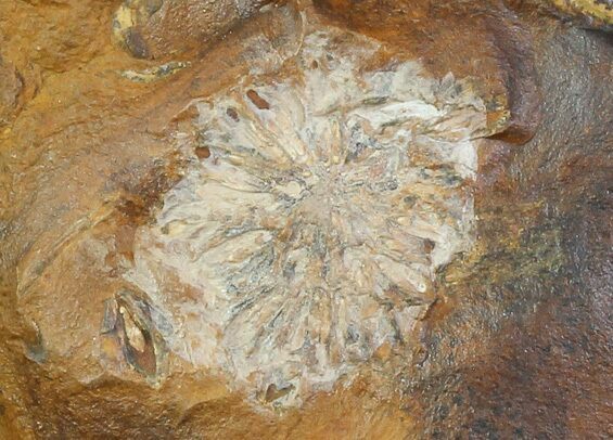 Unidentified Fossil Fruit From North Dakota - Paleocene #65837